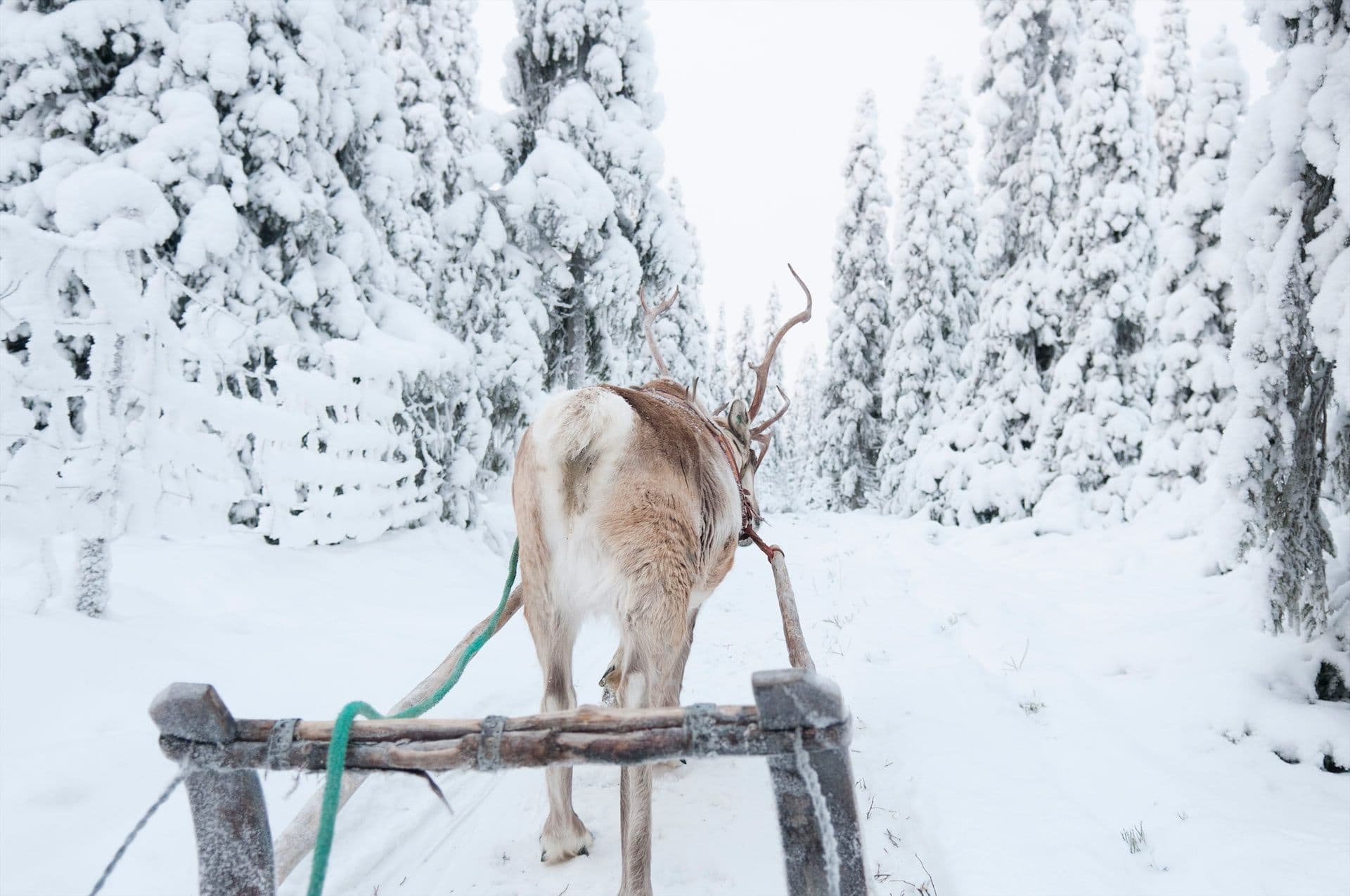 rendiersledetocht lapland