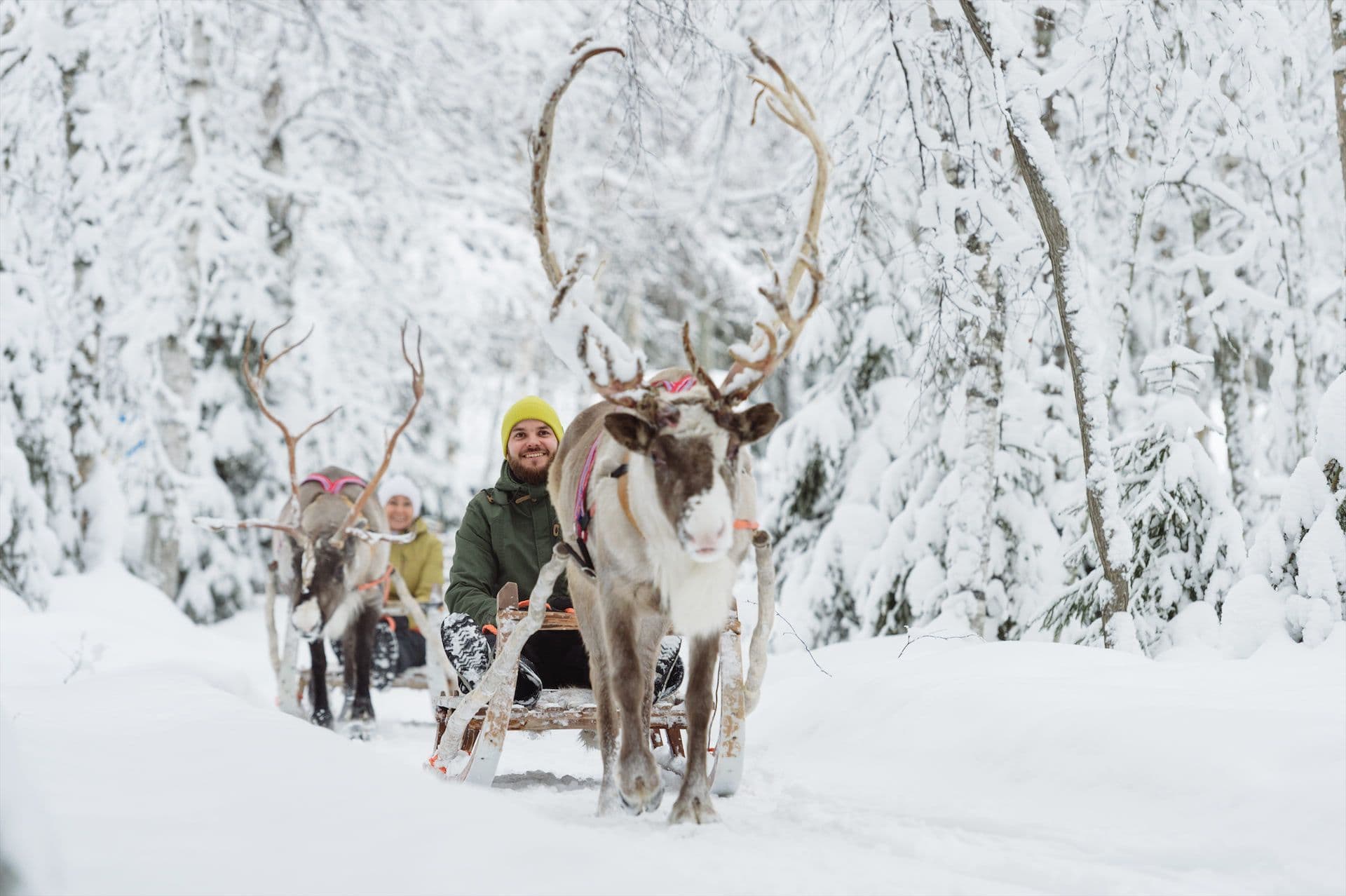 Rendiersledetocht Lapland