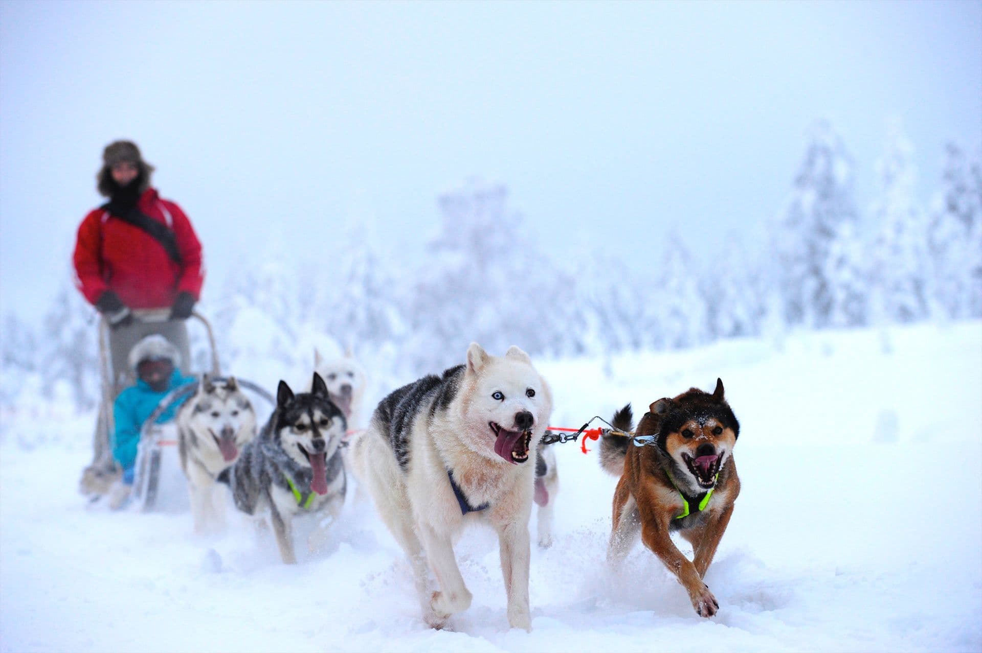 Huskytocht Lapland