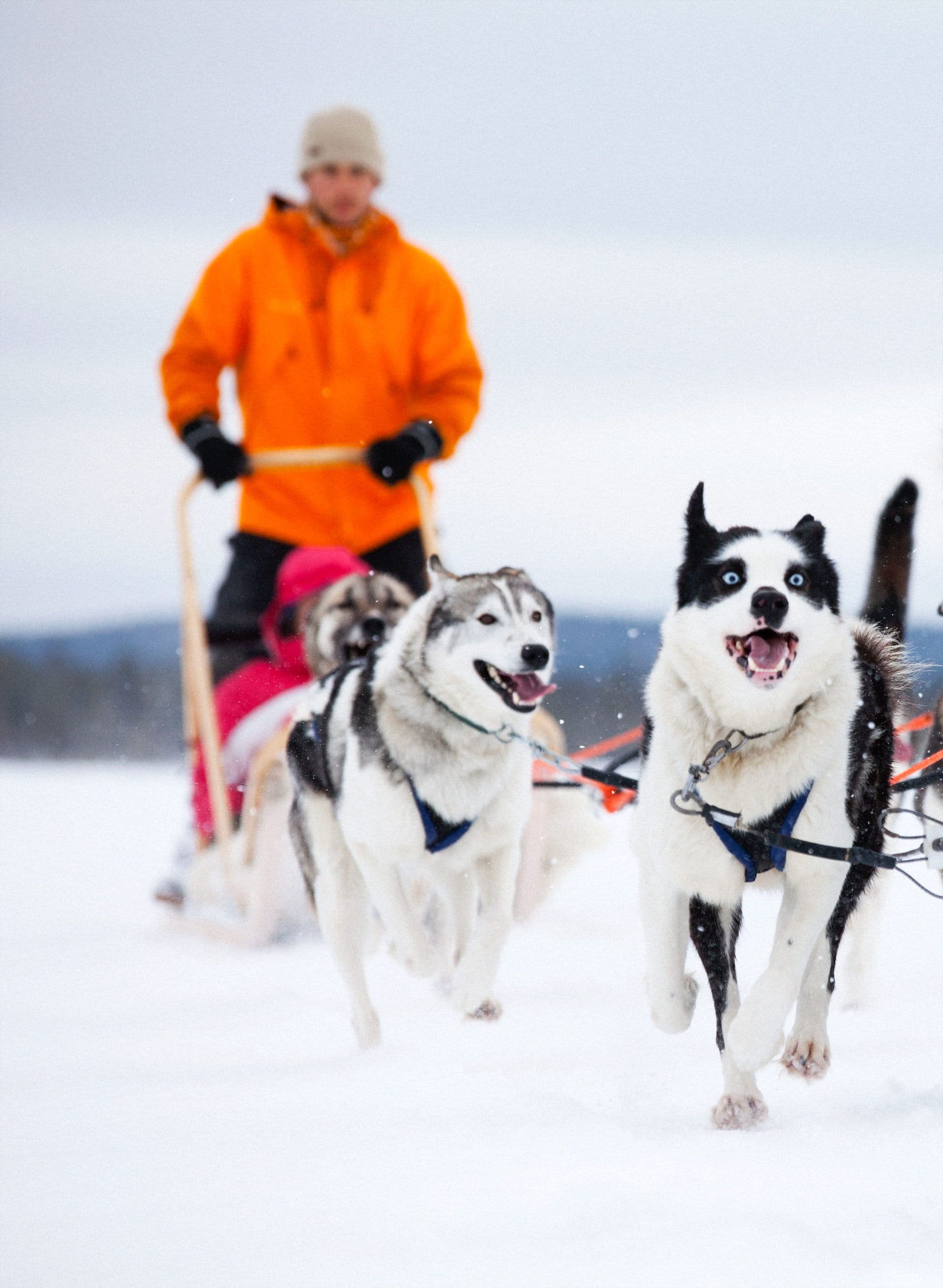 Huskytocht Lapland