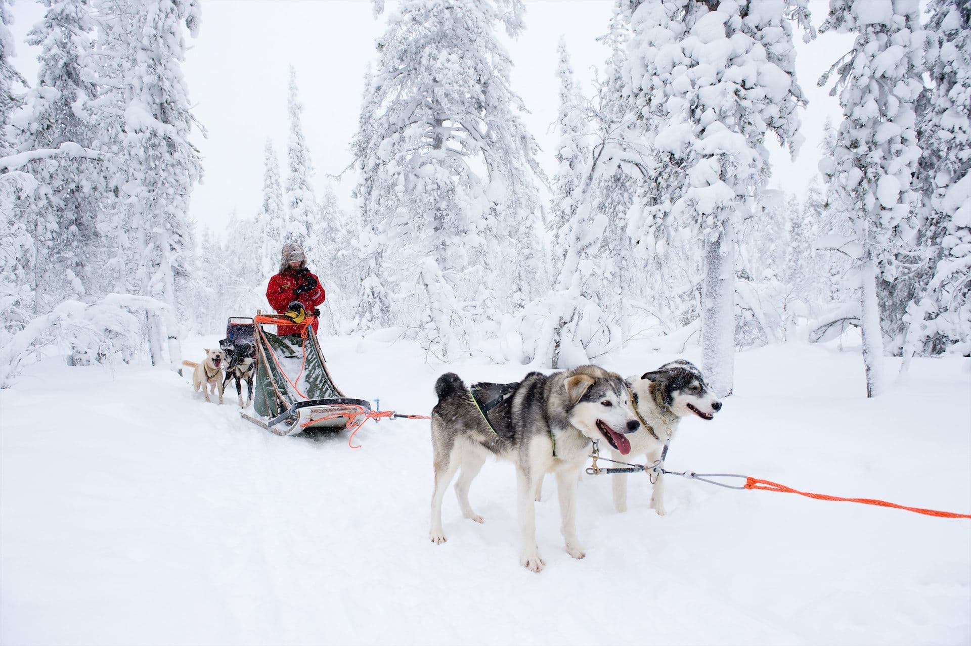 Huskytocht lapland