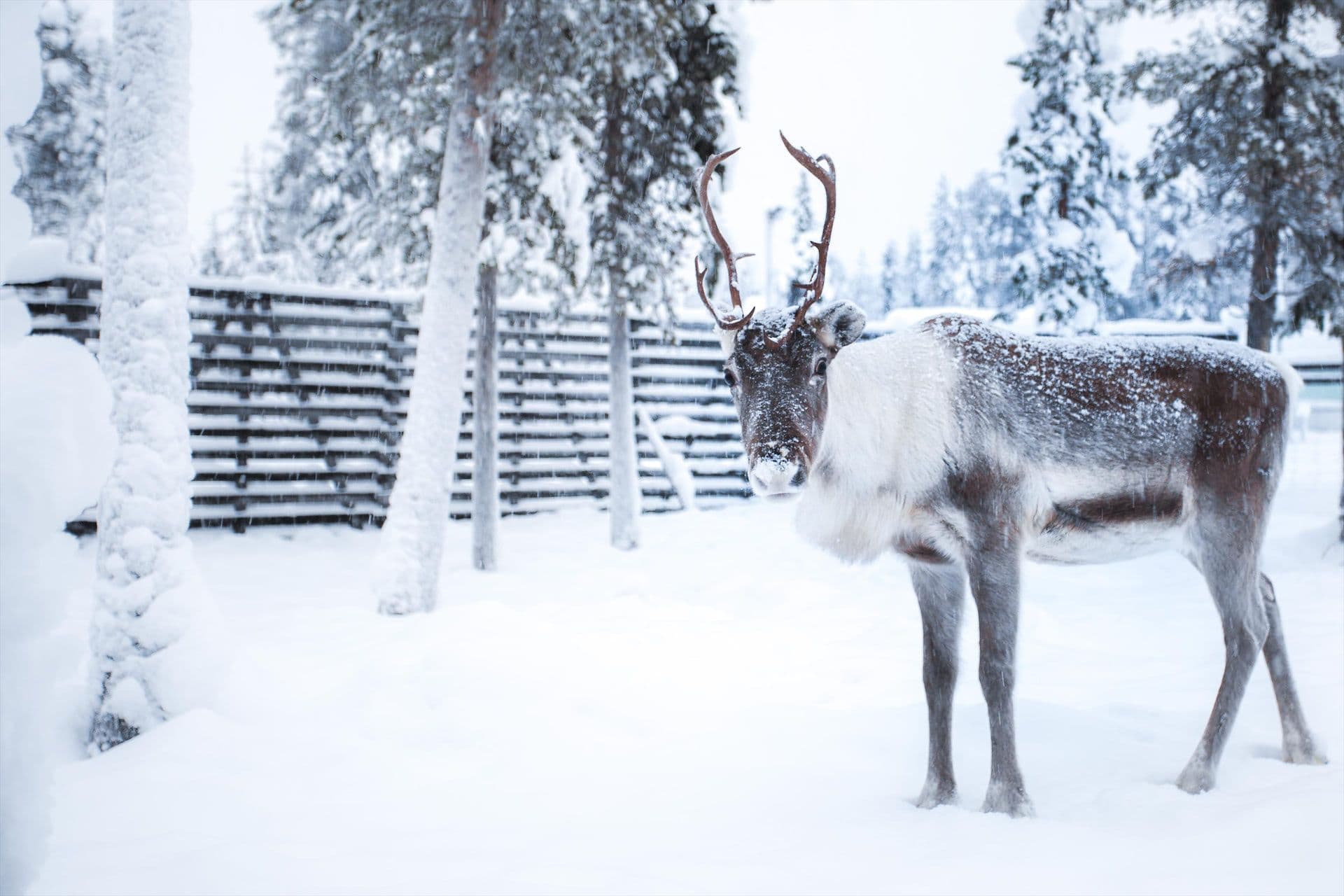 rendierfarm Lapland